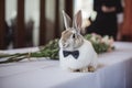 a rabbit in a bow tie at a wedding with flowers came to congratulate the bride and groom. A wedding ceremony