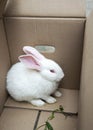 Rabbit in box