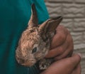 Rabbit breeding concept. Mens hands hold a rabbit cub in the sunlight on nature