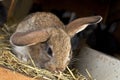 Rabbit breeding