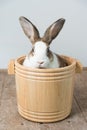 Rabbit with brown and white hairs sit in wooden bucket with white copy space for text