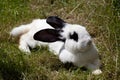 Rabbit bunny lay in grass