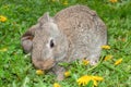 Rabbit bunny little hare among grass smelling yellow dandelions flowers Royalty Free Stock Photo