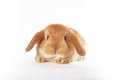 Rabbit bunny orange lop young rabbit kit on isolated white background. Royalty Free Stock Photo