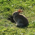 Rabbit by burrow