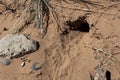 Rabbit burrow in desert sand surrounded by rock and dried grass, rabbit tracks Royalty Free Stock Photo