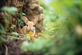 rabbit burrow hidden among garden flora