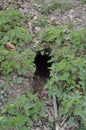Rabbit burrow n a field. Royalty Free Stock Photo