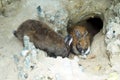 Rabbit in burrows Royalty Free Stock Photo