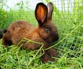 Rabbit in a cage Royalty Free Stock Photo