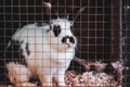 Rabbit in a cage on a farm