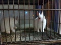 Rabbit cage pet shop two animals