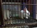 Rabbit cage pet shop two animals