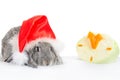 Rabbit in cap of Santy with cabbage Royalty Free Stock Photo
