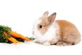 Rabbit and carrots Royalty Free Stock Photo