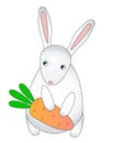 Rabbit and carrots. A small, cute, children`s bunny holds a carrot in its paws. White rabbit with pink ears and orange carrots in Royalty Free Stock Photo