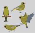 Animal Bird European Greenfinch Poses Cartoon Vector