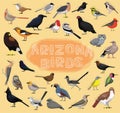 Birds Arizona Set Vector Illustration Royalty Free Stock Photo