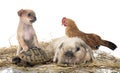 rabbit, chicken, chihuahua and turtle in studio Royalty Free Stock Photo