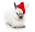 A rabbit in a christmas cap Royalty Free Stock Photo