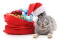 Rabbit in a Christmas hat.