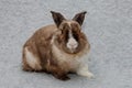 Rabbit for Christmas and New Year 2023. White and brown cute rabbit sits on a winter grey blue background