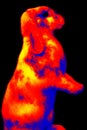 Rabbit close-up in scientific high-tech thermal imager