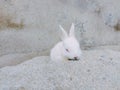 Cute Baby Rabbit. Adorable Newborn baby White Rabbit Royalty Free Stock Photo