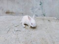 Cute Baby Rabbit. Adorable Newborn baby White Rabbit bunnies looking at something while sitting on Sand. Royalty Free Stock Photo