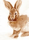 Rabbit closeup artwork portrait. Coffee hand drawn on watercolor paper