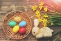 Rabbit, colorful easter eggs in wood bucket with yellow narcissus Royalty Free Stock Photo