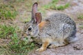 Rabbit comes cautiously out of its burrough