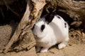 Rabbit coming out of hiding Royalty Free Stock Photo