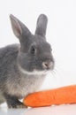 Rabbit - coney Royalty Free Stock Photo