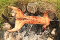 Rabbit cooked on opened fire Royalty Free Stock Photo
