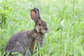 A Rabbit covered in engorged black-legged ticks or deer ticks on an early summer morning in the grass in Ottawa, Canada