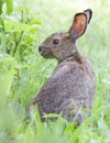 A Rabbit covered in engorged black-legged ticks or deer ticks on an early summer morning in the grass in Ottawa, Canada