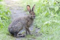 A Rabbit covered in engorged black-legged ticks or deer ticks on an early summer morning in the grass in Ottawa, Canada