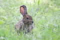 A Rabbit covered in engorged black-legged ticks or deer ticks on an early summer morning in the grass in Ottawa, Canada