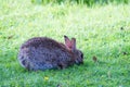 A rabbit crouched and grazing