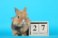 Rabbit with cube calendar Royalty Free Stock Photo