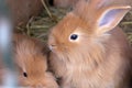 Rabbit with cute baby Royalty Free Stock Photo