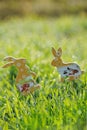 Rabbit decorations in spring green grass Royalty Free Stock Photo