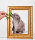Rabbit decorative gray in a gold frame frame. Royalty Free Stock Photo