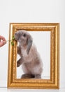 Rabbit decorative gray in a gold frame frame. Royalty Free Stock Photo
