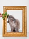 Rabbit decorative gray in a gold frame frame. Royalty Free Stock Photo