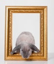Rabbit decorative gray in a gold frame frame. Royalty Free Stock Photo