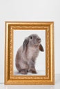 Rabbit decorative gray in a gold frame frame. Royalty Free Stock Photo