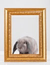 Rabbit decorative gray in a gold frame frame. Royalty Free Stock Photo