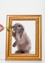 Rabbit decorative gray in a gold frame frame. Royalty Free Stock Photo